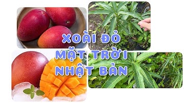Cây Xoài đỏ mặt trời Nhật Bản | 0386569374 - Ngọc Ngân Bến Tre | Chuyên cây độc lạ