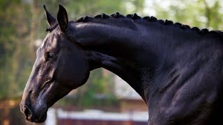 Album - Les Nombreuses Qualités Illustrées De L Oldenbourg, Un Cheval Énergique Dallemagne
