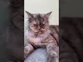 Mine :- 👻 #cat