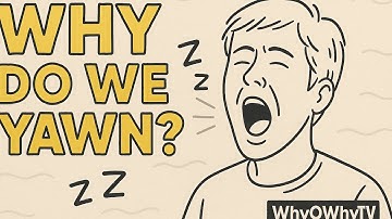 Why Do We Yawn? 😮 The Surprising Science Explained | WhyOWhyTV