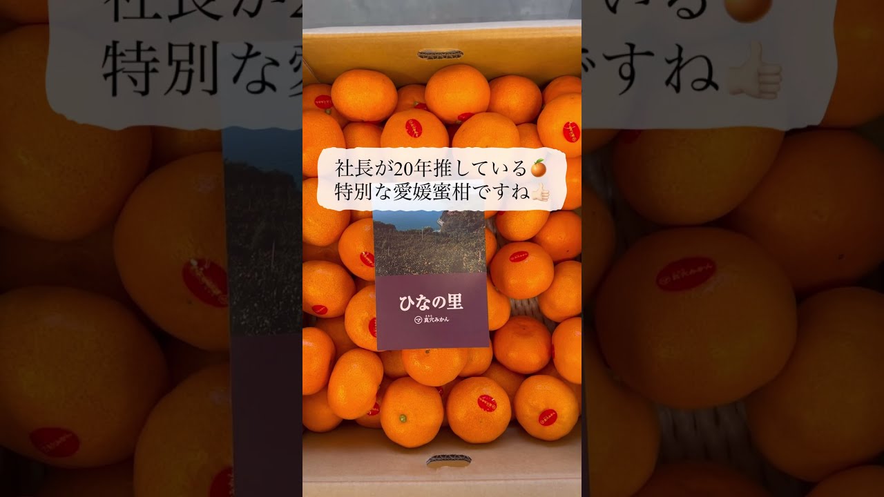今期最終！愛媛県真穴産 ひなの里・屋根掛けみかん【2S〜S混合 約3kg 】 愛媛県 JAにしうわ 真穴共選 最上級みかん「ひなの里」2LからS