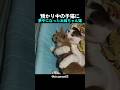 預かり中の子猫に夢中になったお姉ちゃん猫