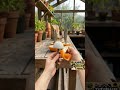 🍄 Cómo hacer setas decorativas con cáscaras de naranja y cemento #hack #manualidades