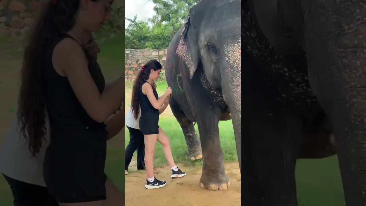 painting activity 😱😱😱 with Elephant fun park #shorts