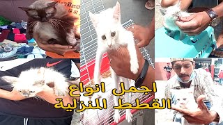 اجمل انواع القطط المنزلية