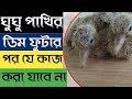 ঘুঘু পাখি ডিম ফুটানোর পর যে কাজ গুলো করা যাবে না || Tech Labiba