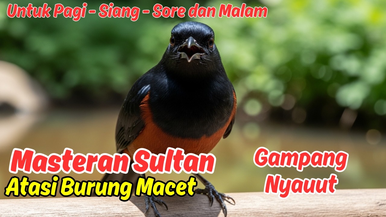 Masteran atau Pancingan Murai Batu Harian Bikin Murai Stabil Panjang