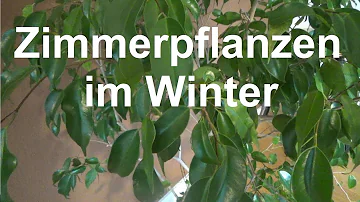 Wie oft Agapanthus im Winter gießen?