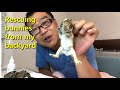Baby rabbit rescue from my backyard! (9/14, 2021)
