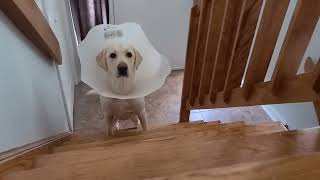 Dog Scared Of Stairs | Cutest Labrador Dog