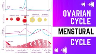 Menstrual cycle | Ovarian cycle | Female reproductive cycle | @doctoracademypk