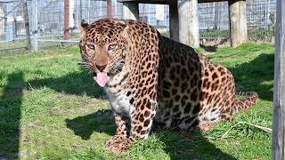 Selbit Leopard Practices Landscaping