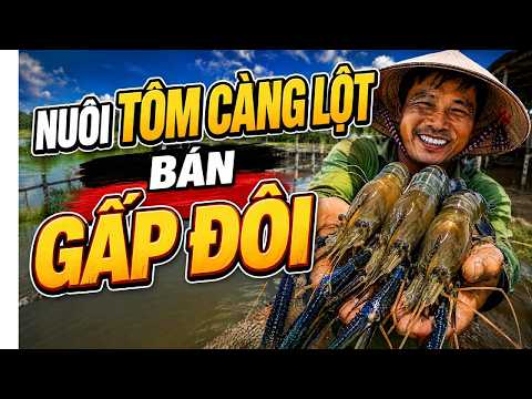 A unique profession: Farming soft-shell giant freshwater prawns for high profits