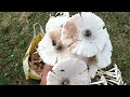 Wild mashrum 🍄 Name of mashrum (Bhudo mayula)🍄🍄🍄🍄