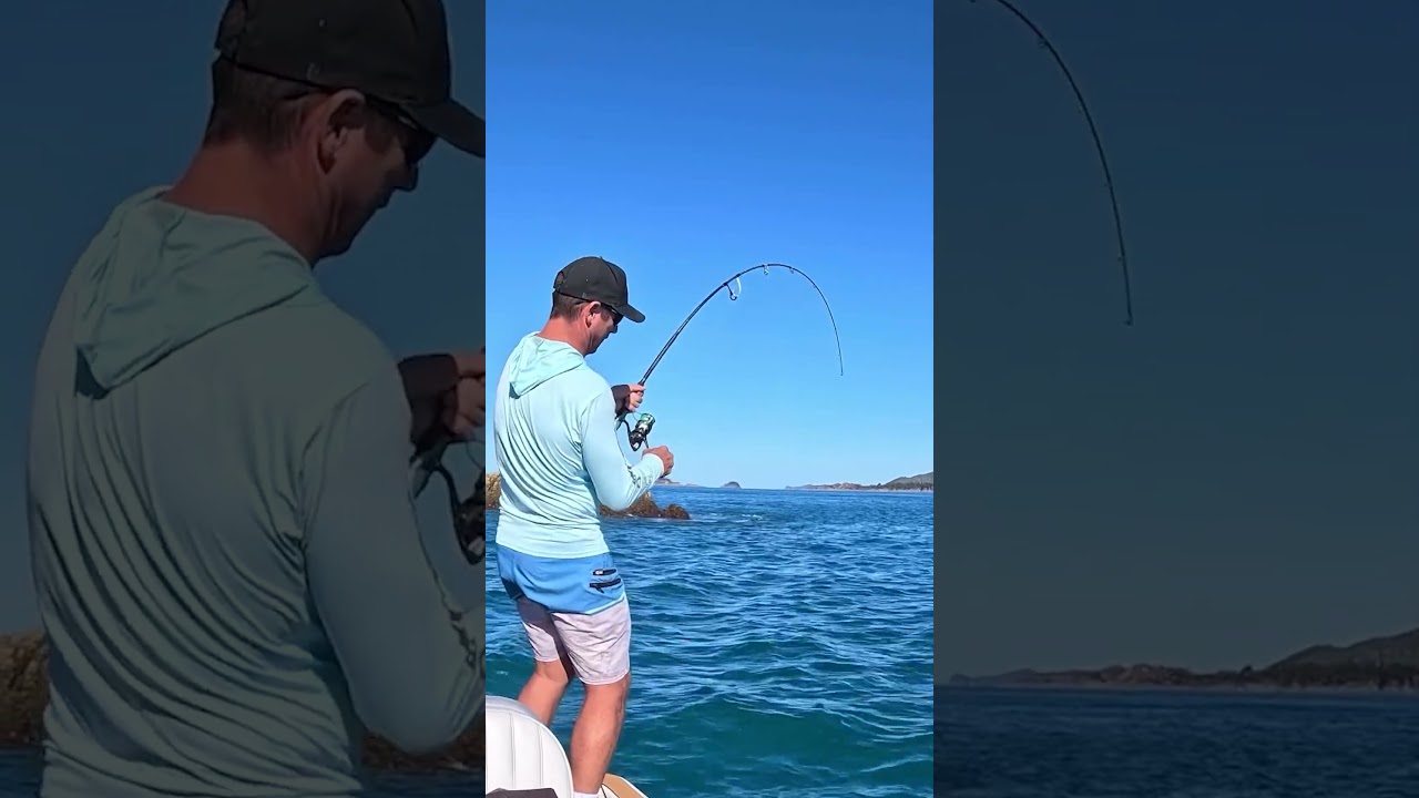 Giant Spanish Mackerel for 