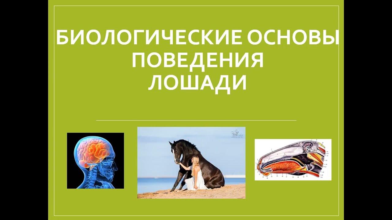 основы биологии книга. основы индивидуального поведения. биологические основы животных. биологические основы животных. биологические основы поведения психология.
