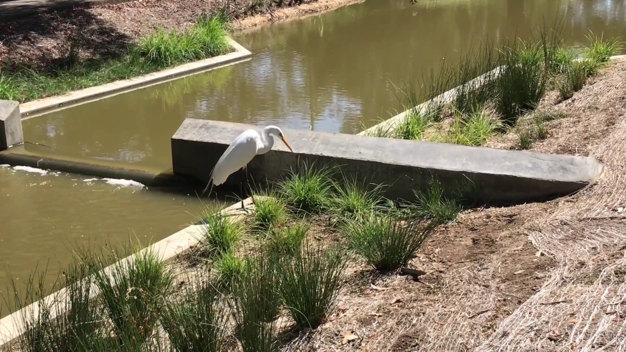 Great Egret Eating Fish