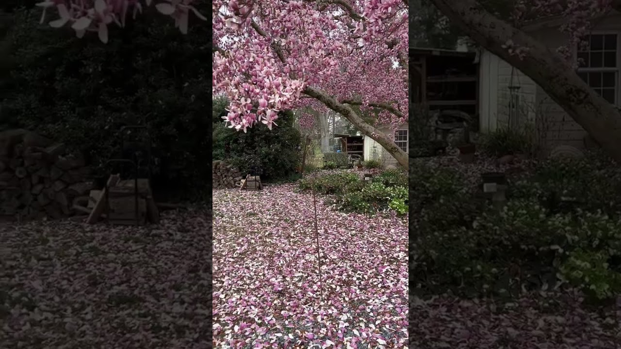 Bliss. Maggie the magnolia is letting go of her flower petals slowly. Poppies & hellebores blooming