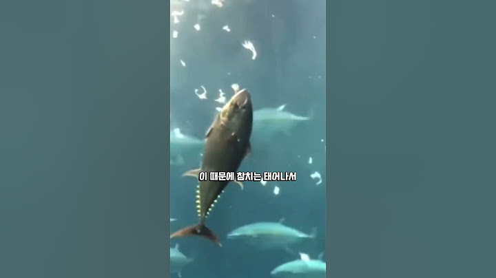 살아있는 참치를 절대로 살 수 없는 이유