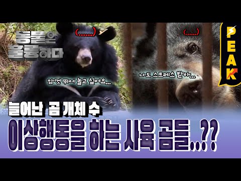 [#피크타임] 야생동물의 터전이 된 청주시 '거점동물원', 무엇이 다를까? | #동물은훌륭하다 | KBS 241005 방송