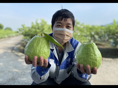 Video Sau 5 Tháng Bấm Đọt, Trái Ra Sum Suê !!! - youtube