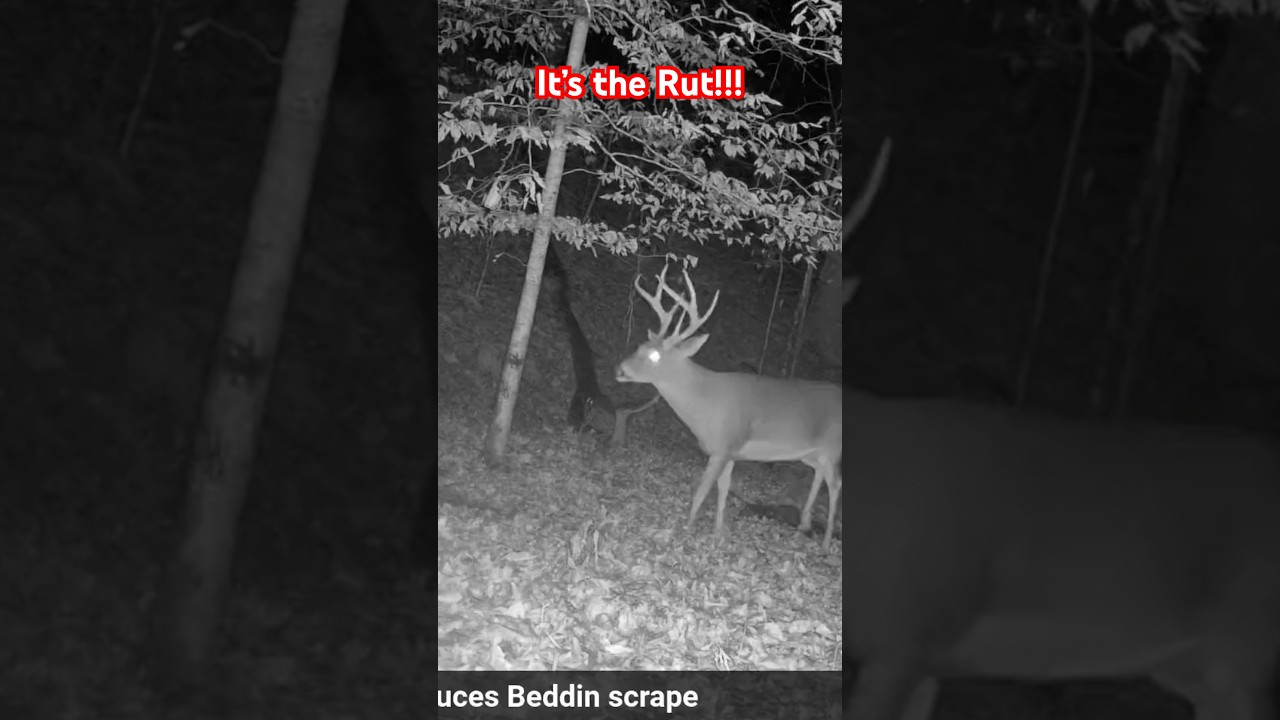 Back in the woods hunting This giant!! 