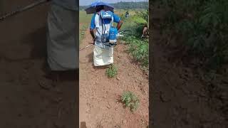 VST PUBERT BRUSH CUTTER DEMO