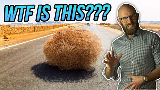 So What Actually is a Tumbleweed, Anyway, And How Did it Become Associated with the American West