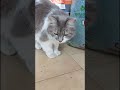 #nature #movie #video #cat #catshorts #catlove #cateatfood #gatta #cats #camilla