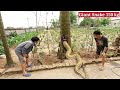 200 kg giant snake lives in the trunk of a coconut tree