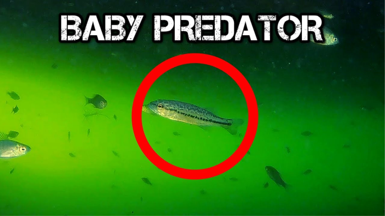 Baby Largemouth Bass Eats Baby Minnow [WHOLE] 