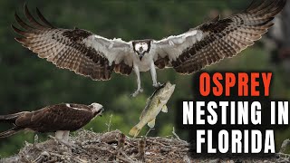 Into the Osprey's Nest | An Intimate Look at New Life | Osprey Nesting in Florida |