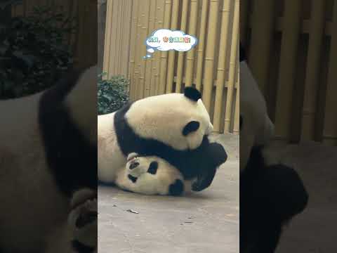 金豆，熊貓改造松獅業務越來越熟練了!拜拜，你說是吧？！ 別人都是松獅改熊貓，只有我們託尼豆有實力讓拜拜變松獅哈哈哈。 #大熊貓金豆 #大熊貓小鰲拜 #大熊貓輪武 #來這吸熊貓 #熊貓的生活有 thumbnail