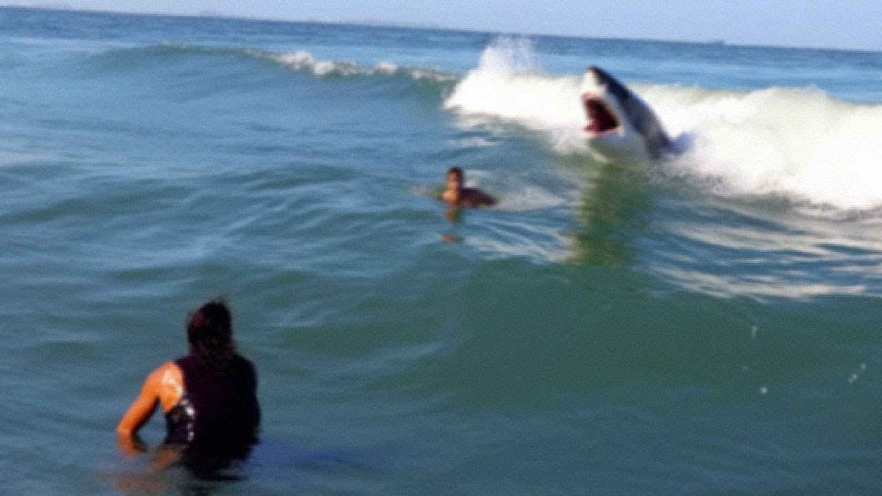 This Bull Shark Devoured a Woman Peeing in The Ocean! - YouTube