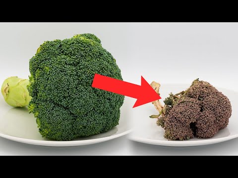 Ant Vs Watermelon Time Lapse । Ants Eating Watermelon Time Lapse । Ants Eating Watermelon Video