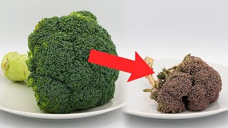 Ant Vs Watermelon Time Lapse । Ants Eating Watermelon Time Lapse । Ants Eating Watermelon Video