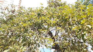 картинка: Весёлый сбор яблок