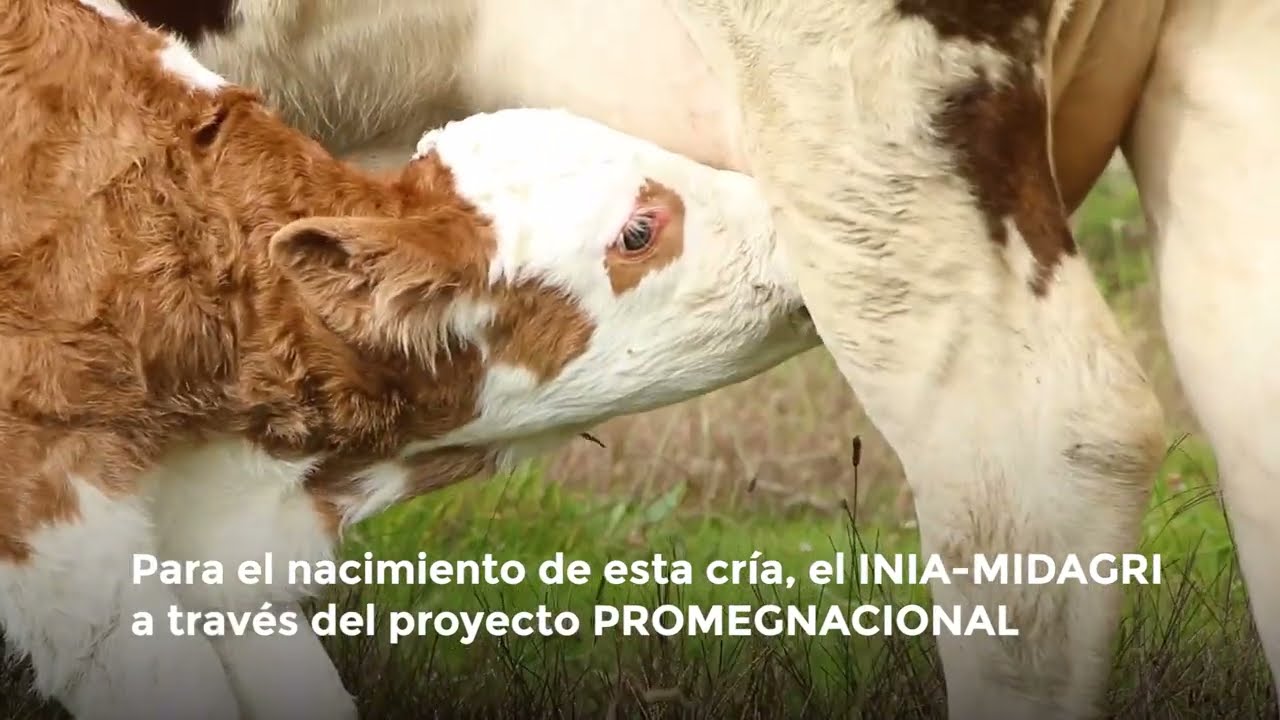 Nacimiento del primer ternero con alto valor genético de raza Simmental en Tongod - Cajamarca