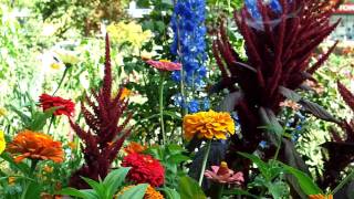 Samsung SCH-W880 HD video sample