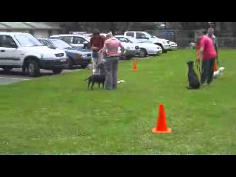 dog-training-'naughty-dog'-class-meet-and-greet-exercise