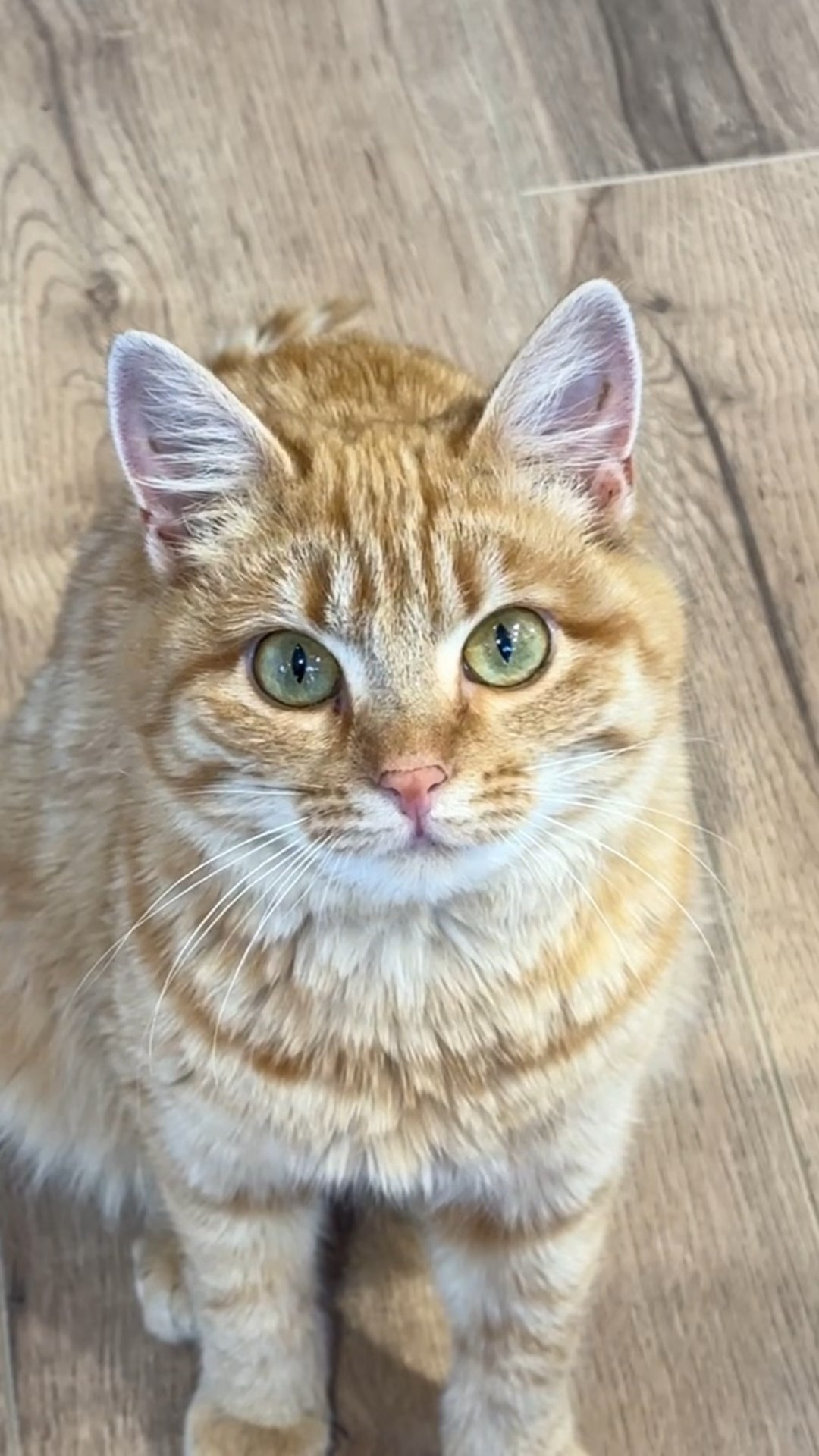 We won't forget you Simba ?❤️ #simbochka #simba #teenytinysimba