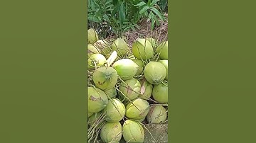 Nay Quốc dừa hái dừa xiêm xanh đẹp#quocduavlog
