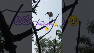 ఇది వింటుంటే 😥#sp balasubramanyam#evergreenhits #enteraiment #hits 👍ytshort#trendingshorts #viral #