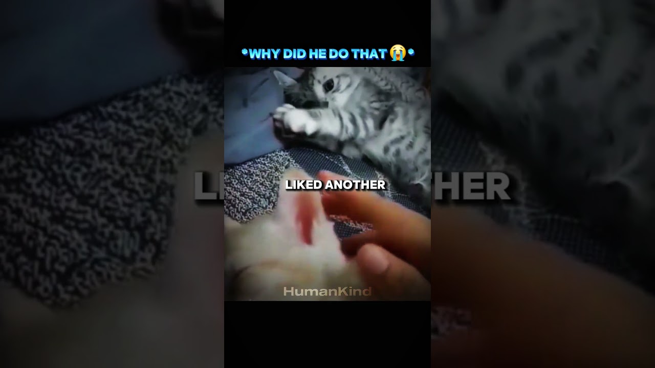 This Cat Just Wanted Love 