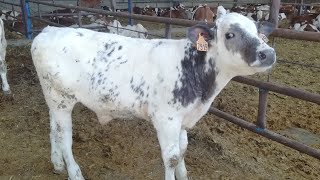 عجول 70كغ نربيها نحن و رد على استفساراتك calves from Spain