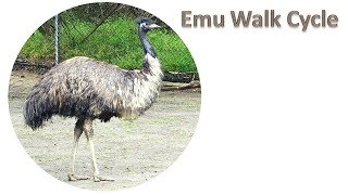 Emu Bird Walk Cycle