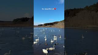 Good morning have a happy day ❤️ #beautifulweather #beautiful #swan #lake #beautifulmorning #2026
