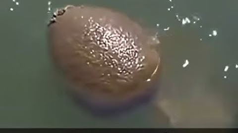 PM 6:06 MODESPICE EXTRA++