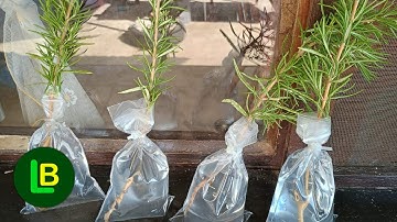 Any branch takes root very quickly if you do this