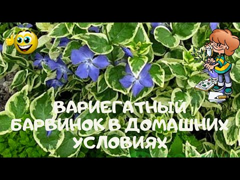 Барвинок в домашних условиях